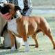 CH ZERACIOUS Star Jewill
